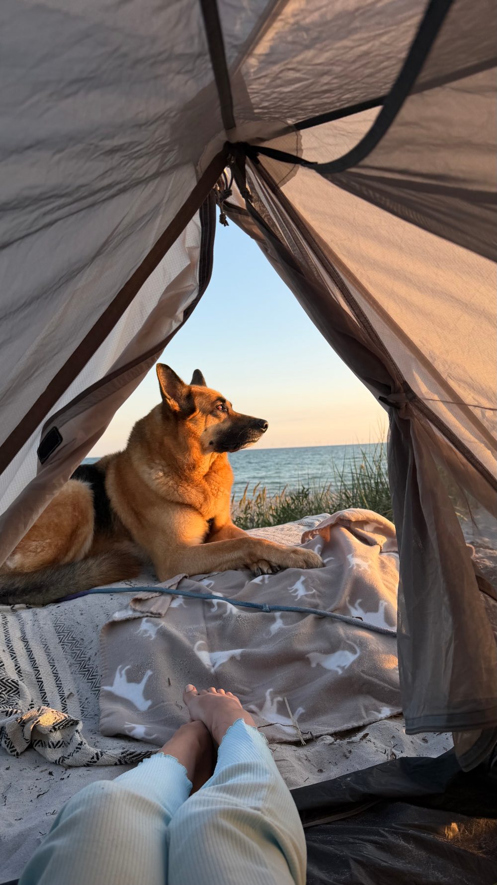 Dante, Raminta's German Shepherd